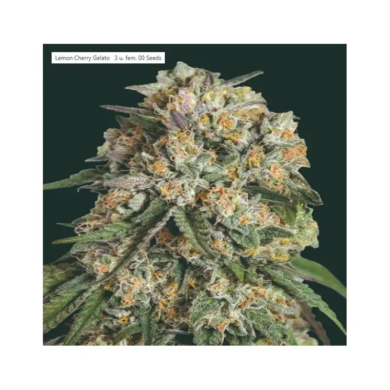 Lemon Cherry Gelato