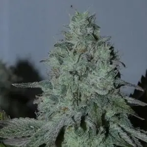 Citrus Hashquake