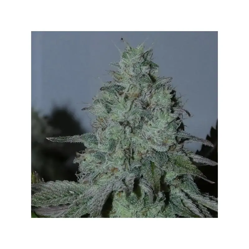 Citrus Hashquake