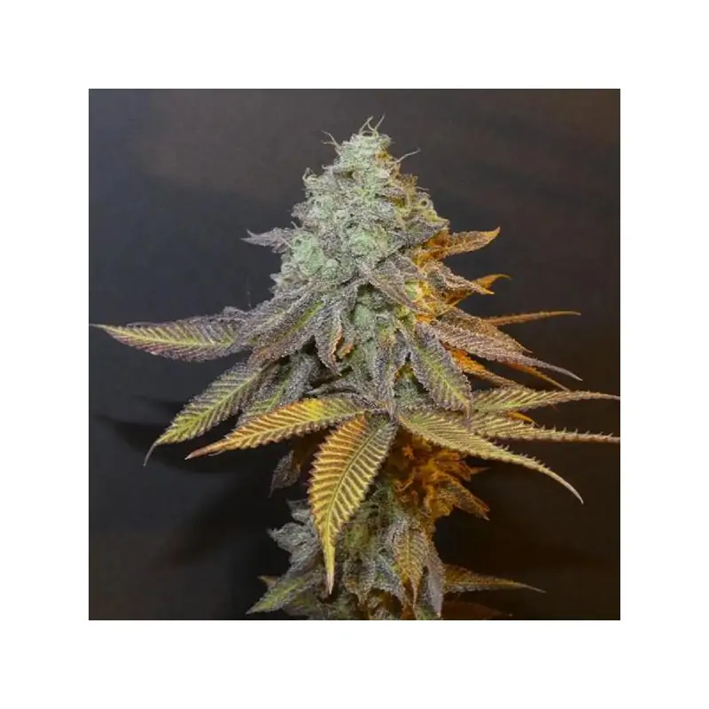 Planet Express
