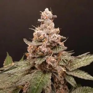 Trop Cherry Hash