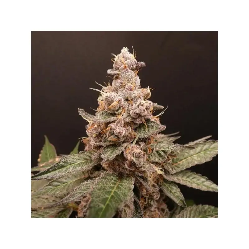Trop Cherry Hash