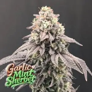 Garlic Mint Sherbet