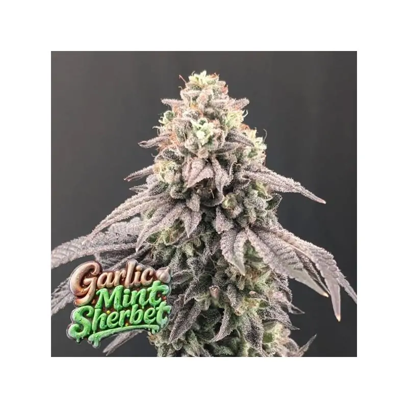 Garlic Mint Sherbet