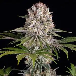 Amnesia Haze