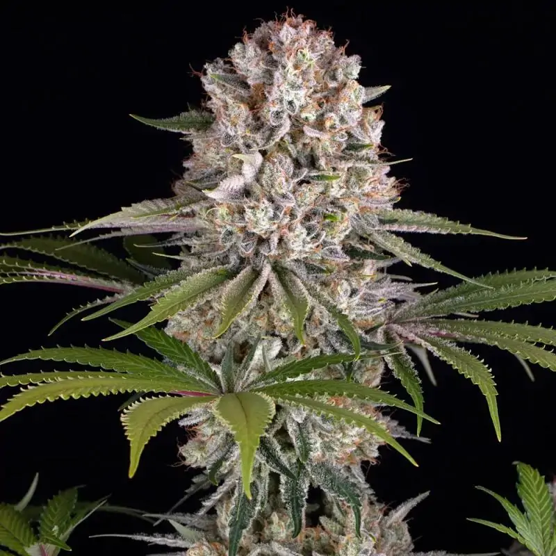 Amnesia Haze