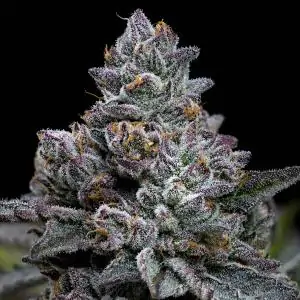 Apple Fritter