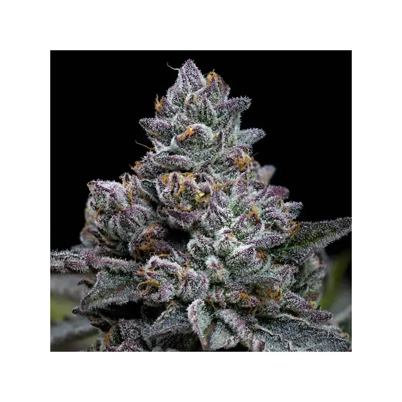 Apple Fritter