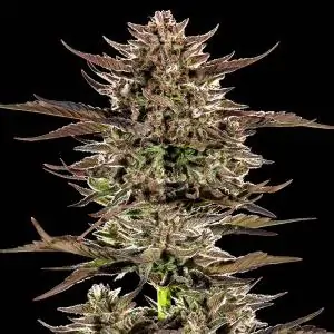 Auto Frosted Zinn x 3 Bears OG