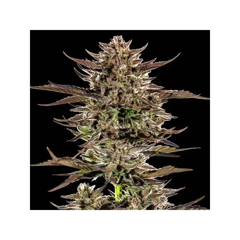 Auto Frosted Zinn x 3 Bears OG