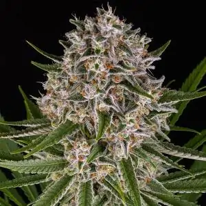 Auto Lemon Haze