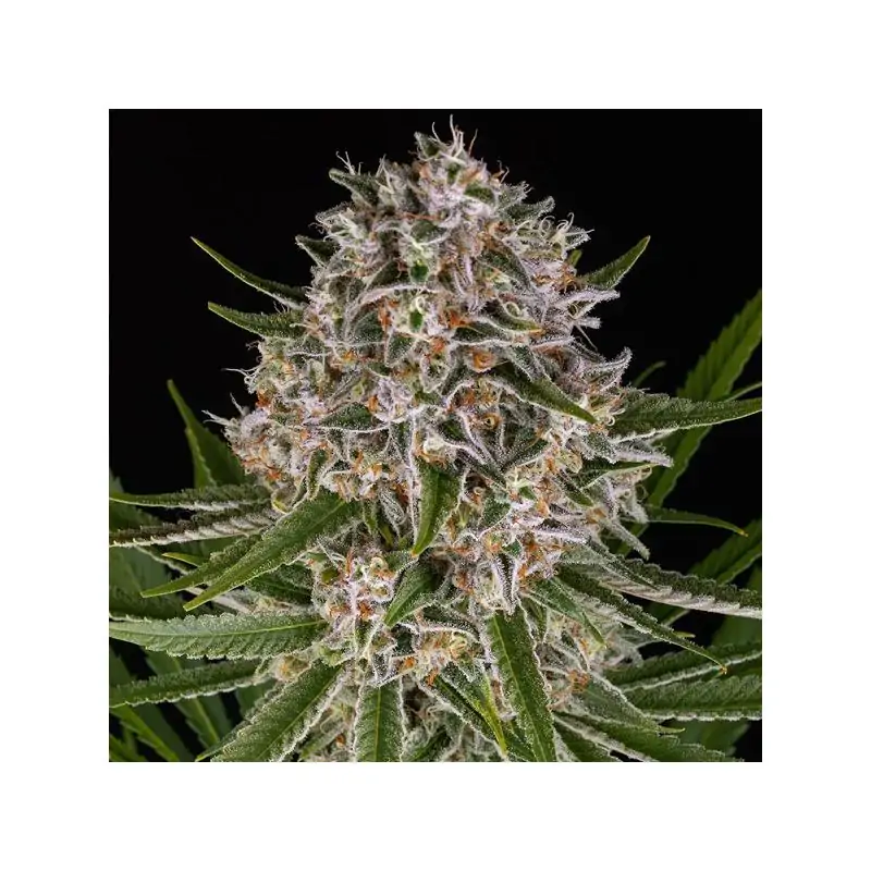 Auto Lemon Haze