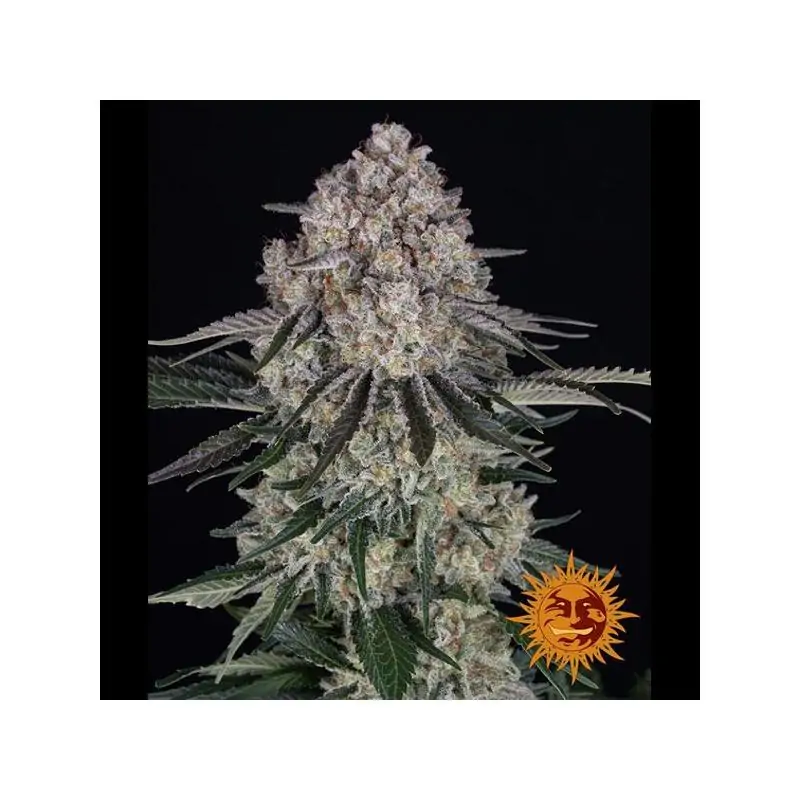Auto Sour Diesel