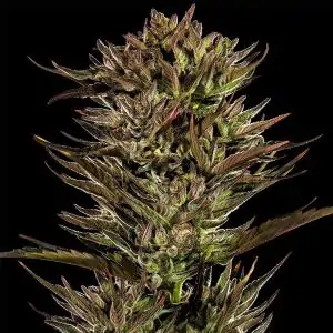Auto Thin Mint x Sour Pinot