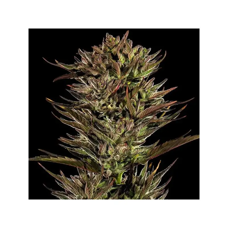 Auto Thin Mint x Sour Pinot