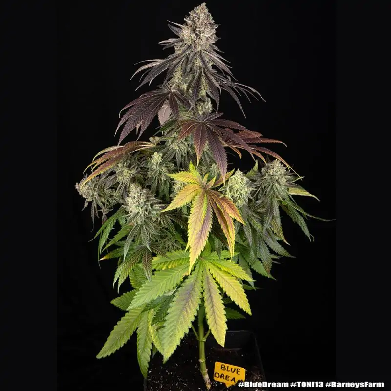 Blue Dream