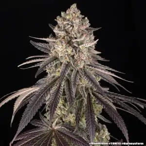 Blue Dream