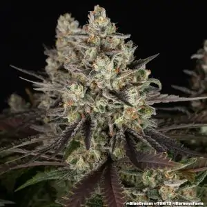 Blue Dream