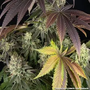 Blue Dream