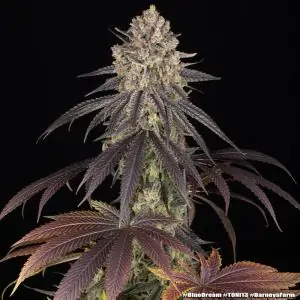 Blue Dream