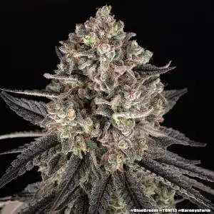 Blue Dream