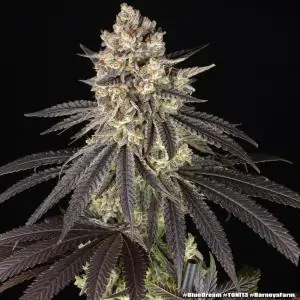 Blue Dream