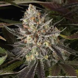 Blue Dream