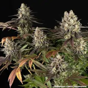Blue Dream