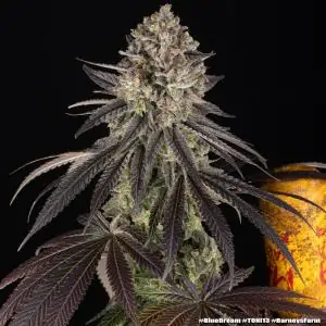 Blue Dream