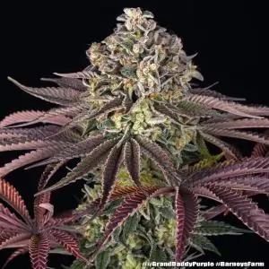 GrandDaddy Purple
