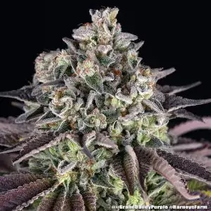GrandDaddy Purple