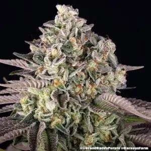 GrandDaddy Purple