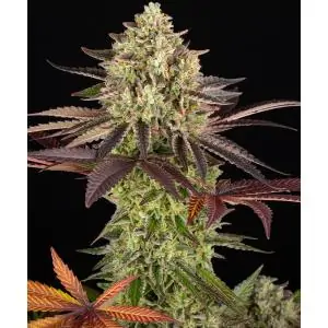 Apple Fritter