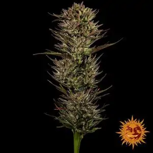 Auto Thin Mint x Sour Pinot