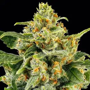Skunk 1