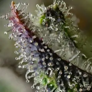 Skunk 1