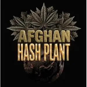 Auto Afghan Hash Plant
