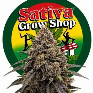 Auto Black Domina