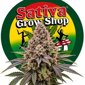 Auto Bubble Gum