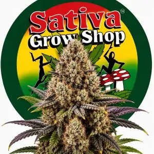 Auto Cookies