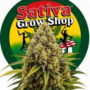 Auto Critical