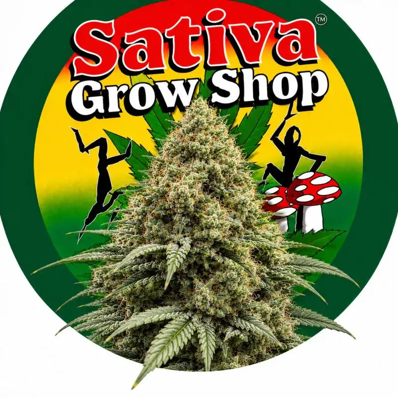 Auto Somango
