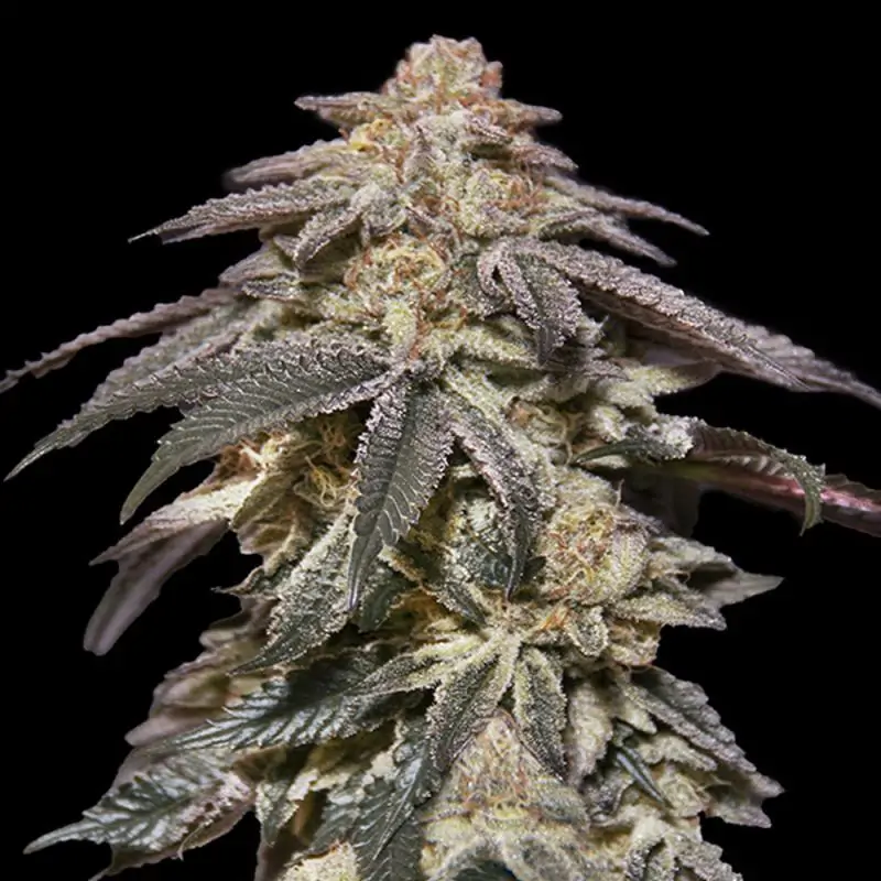 Auto Apple Bananas