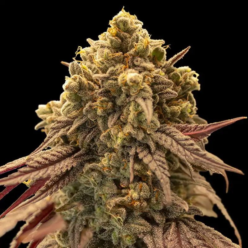 Auto Gelato Mint