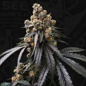 Mona Lisa x Bubblegum 710 Limited Pack T.H. Seeds
