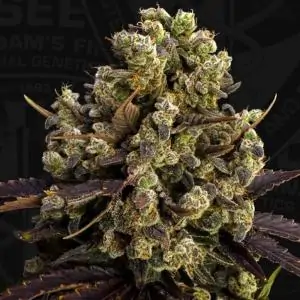 BubbleDawg 710 Limited Pack T.H. Seeds