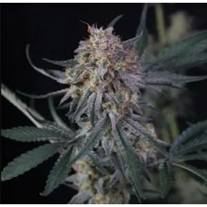 Auto Lemon Tree