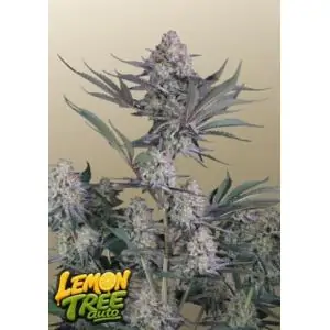 Auto Lemon Tree