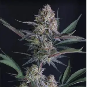 Auto Lemon Tree
