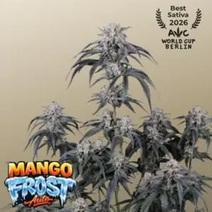 Auto Mango Frost